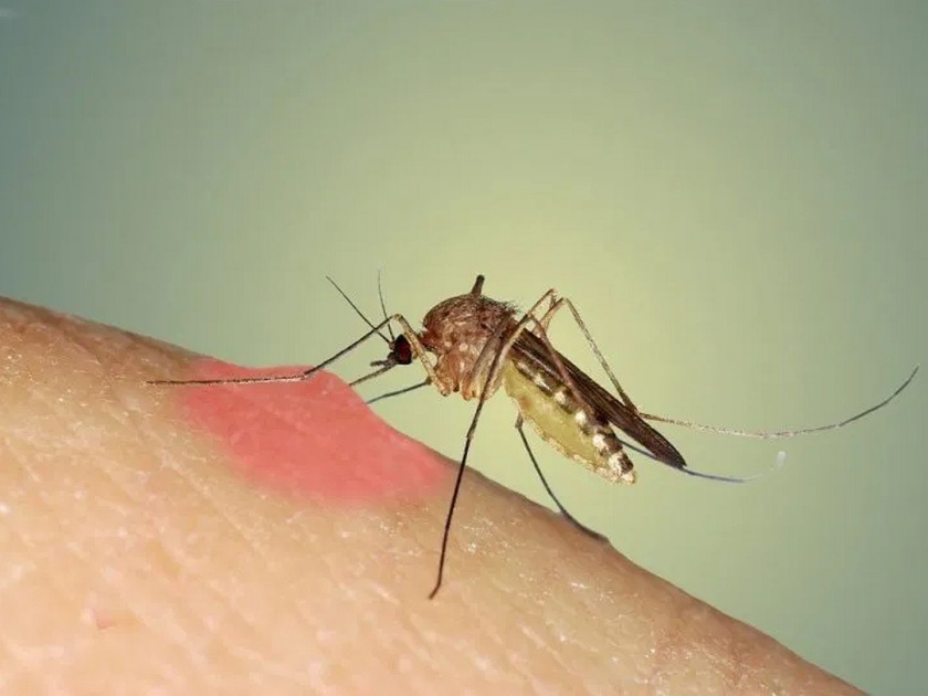 5 reasons mosquitoes bite some people more than others | काही ठराविक लोकांनाच डास जास्त का चावतात? जाणून घ्या कारण.....