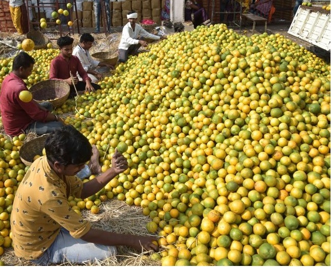 Green-yellow citrus fruit ample in the market of Nagpur | हिरव्या-पिवळ्या मोसंबीने आणली नागपूरच्या बाजारात बहार