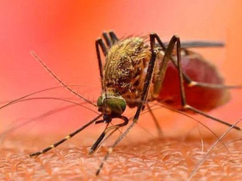 Get rid of dengue, Chikungunya, Malaria mosquitoes with lemon | डेंगू, चिकगुनिया, मलेरियाचे डास पळवण्याचे घरगुती उपाय!