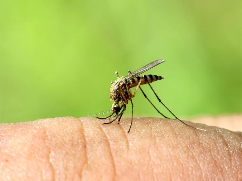 Oh my surprise ... the health department caught 249 mosquitoes | अहो आश्चर्यम्... आरोग्य विभागाने पकडले २४९ डास