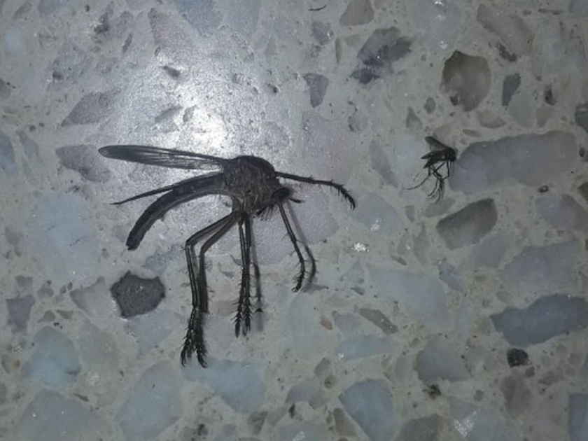 Man shares pic of giant mosquito on twitter people goes crazy | 'या' डासाचा आकार पाहून डोळे बाहेर आल्याशिवाय राहणार नाही, फोटो झालाय व्हायरल....