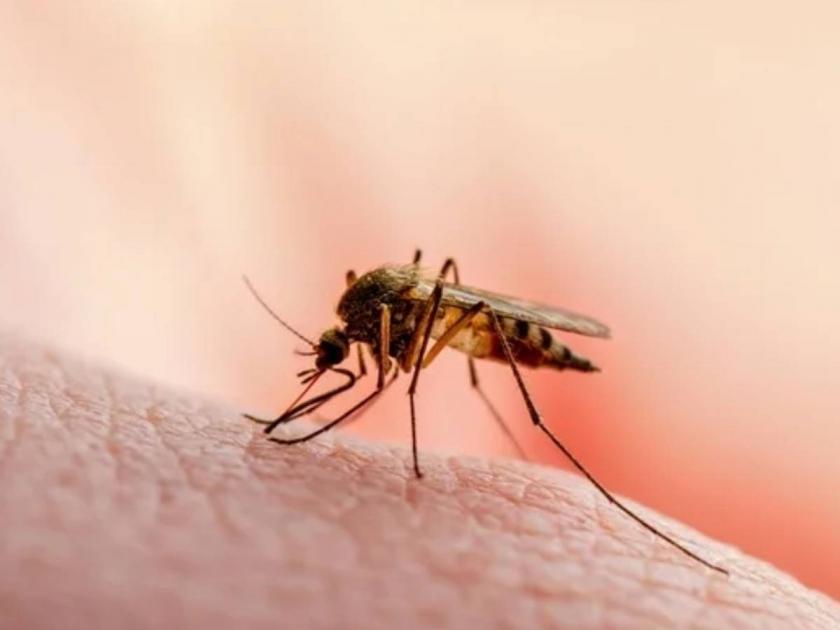 Malaria, dengue patients decreased; A claim by the Municipal Health Department; Statistics announced | मलेरिया, डेंग्यूचे रुग्ण घटले; महापालिकेच्या आरोग्य विभागाचा दावा; आकडेवारी जाहीर 