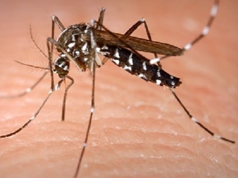 In Palghar city, the number of mosquitoes has doubled | पालघरमध्ये औषधे खाऊन डास झाले गब्बर!