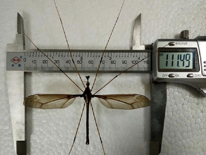 World's largest mosquito is found in China | चीनमध्ये सापडला जगातील सर्वात मोठा डास, आकार पाहून तुम्हाला बसेल धक्का 