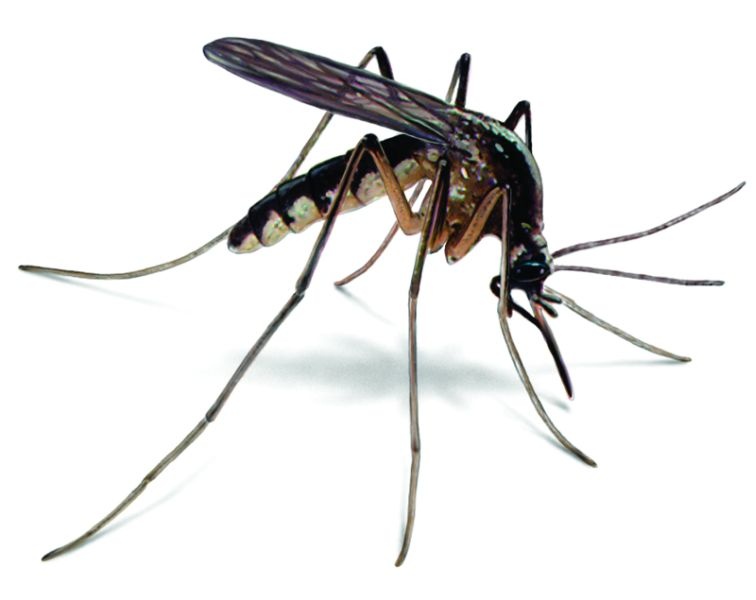 Outbreak of mosquitoes increased in Nagpur city: Municipal sleep deprivation | नागपूर शहरात डासांचा प्रकोप वाढला : मनपा निद्रावस्थेत