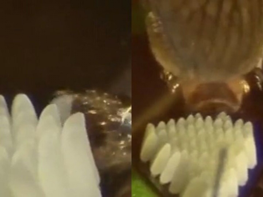 Viral Video : Mosquito laying eggs video will shock you | VIDEO : डासाला कधी अंडी देताना पाहिलं का? नसेल पाहिलं तर आता बघा