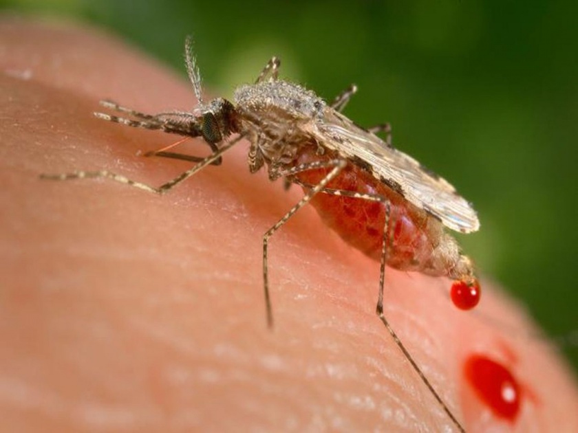 Know about mosquito borne diseases apart from dengue and malaria | डासांमुळे केवळ डेंग्यू, मलेरियाच नाहीतर 'हे' गंभीर आजारही होतात