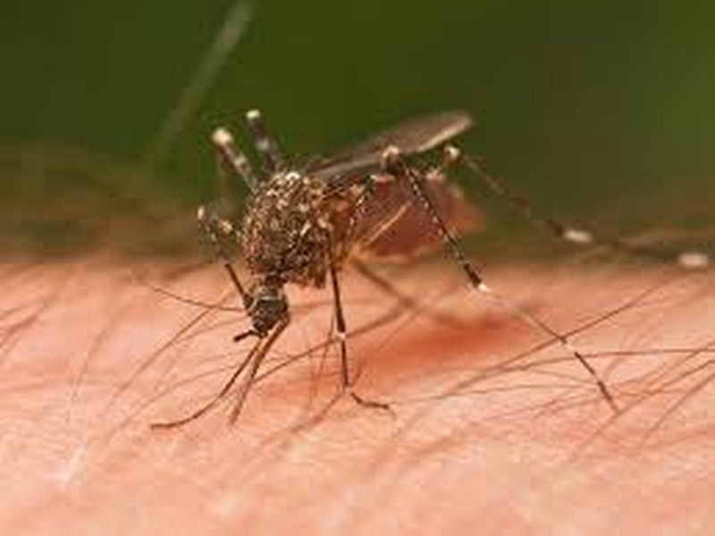 Outbreak of mosquitoes in Sharyunagar area | शरयूनगर परिसरात डासांचा प्रादुर्भाव