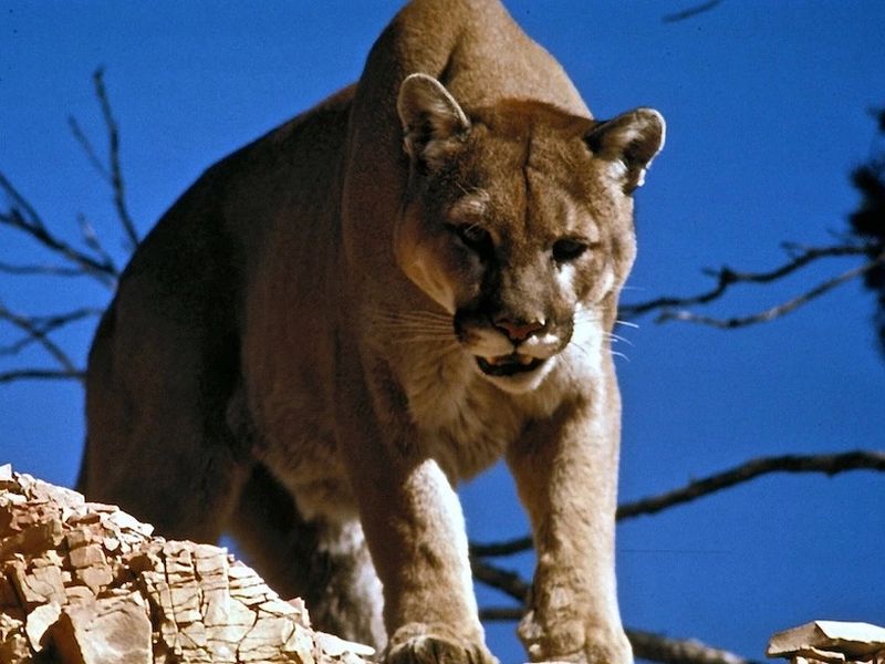 Trail runner in Colorado kills mountain lion in self defense | हल्ला करणाऱ्या सिंहावर त्यानं केला जोरदार प्रतिहल्ला अन्...