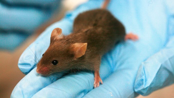 Coronavirus: Proves that the corona virus has been destroyed in rats; Italian scientists succeed | Coronavirus: उंदरांतील कोरोना विषाणू नष्ट झाल्याचे सिद्ध; इटलीच्या शास्त्रज्ञांना मिळालं यश