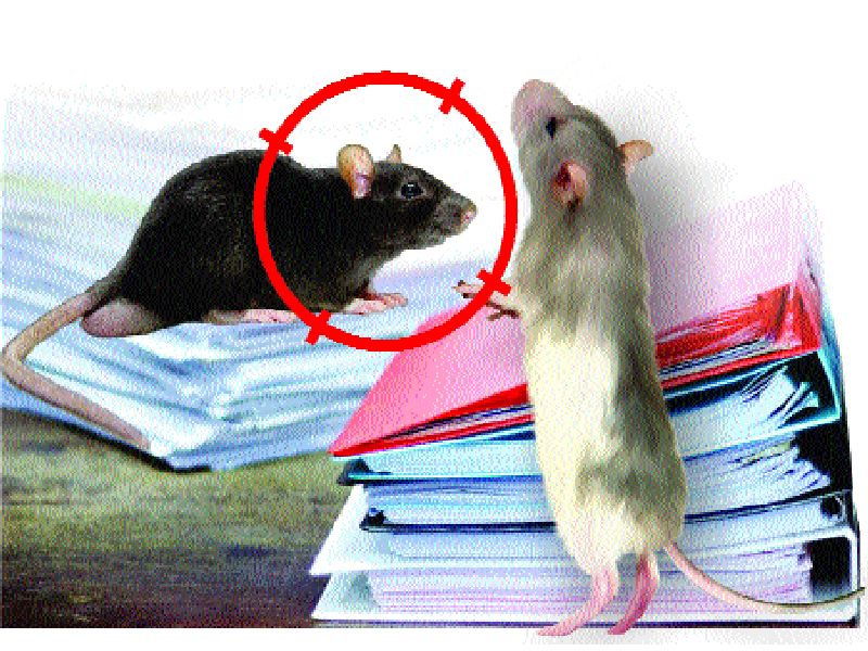 What will the system do with the rats? | व्यवस्था कुरतडणाऱ्या उंदरांचे काय करणार?