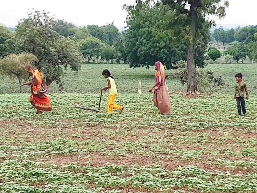 women took place of bulls for ploughing the fields of malwa madhya pradesh | Coronavirus: गरिबीमुळे महिला, चिमुकल्यांवर शेत नांगरणीची वेळ; मध्य प्रदेशातील भयाण वास्तव समोर