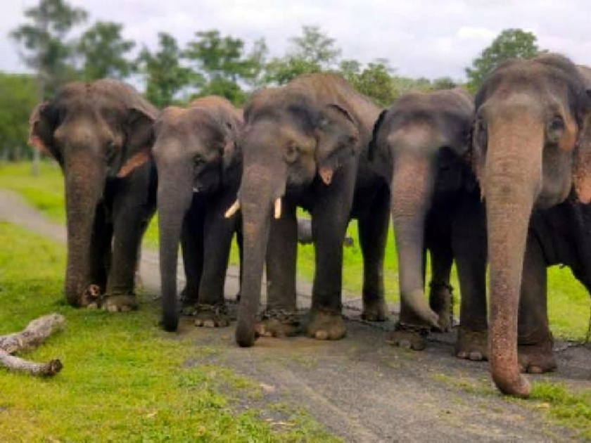 The only elephant camp in the state, away from tourism development, will the elephants of Kamalapur get the love of tourists? | नक्षल्यांची भीती कमी; कमलापूरच्या हत्तींना मिळेल का पर्यटकांचे प्रेम?