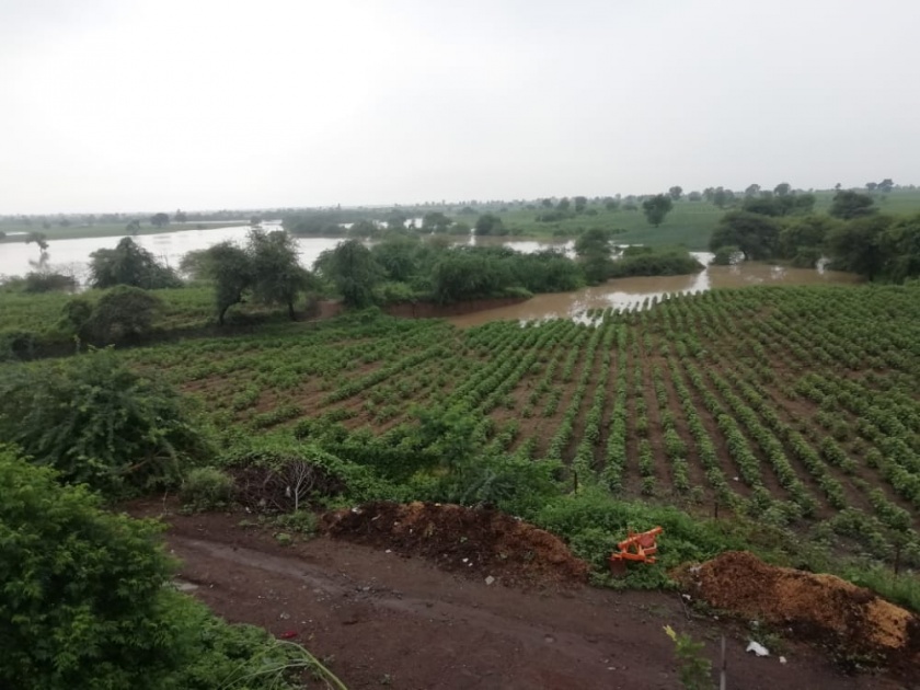 Damage to agriculture on 700 hectares due to heavy rains in Murtijapur taluka | मूर्तिजापूर तालुक्यात अतिवृष्टीमुळे ७०० हेक्टरच्यावर शेतीचे नुकसान