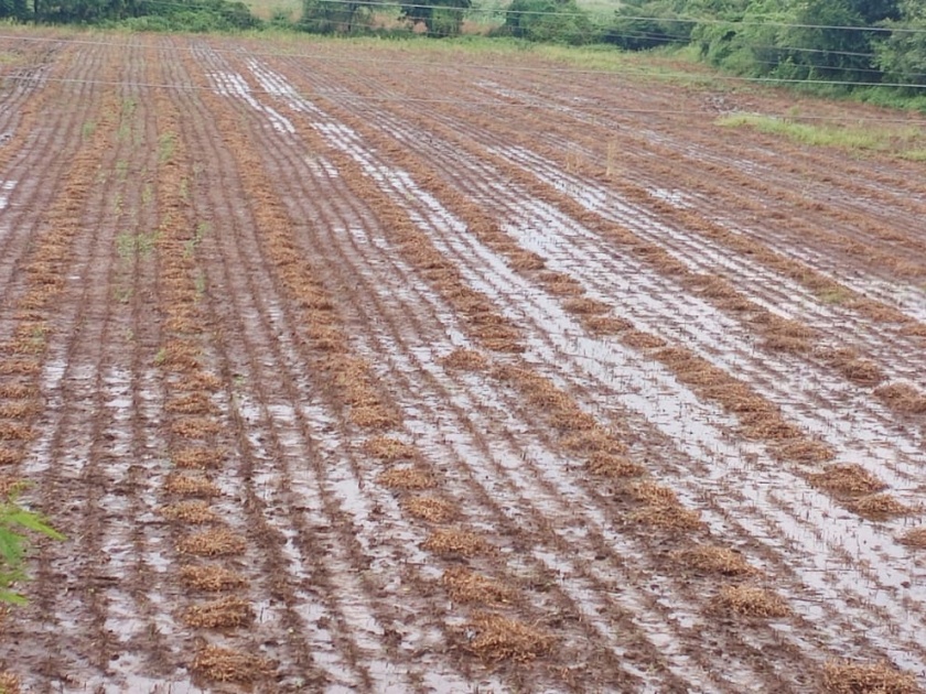 Huge loss to farmers due to return rains in Murtijapur taluka | मूर्तिजापूर तालुक्यात परतीच्या पावसाने शेतकऱ्यांचे प्रचंड नुकसान 