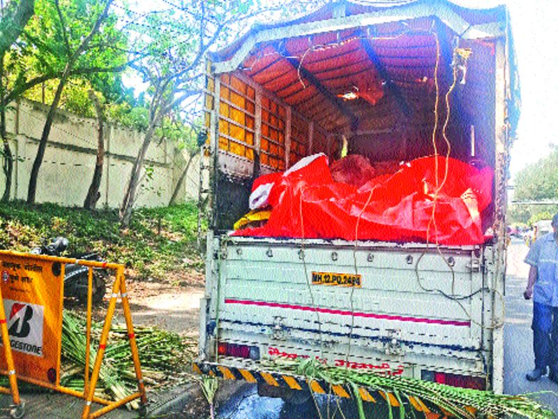 Truck carrying beef under the sugarcane, transported to Mumbai, truck | उसाखाली गोमांस ठेवून वाहतूक, मुंबईला निघाला होता ट्रक