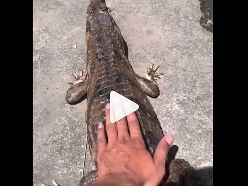 Currently, a video related to a crocodile is going viral on social media. | मगर झोपली होती; तरुणाने तिच्या पाठीवर हात फिरवला अन्...; अंगावर काटा आणणार Video