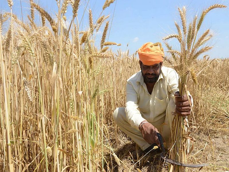Modi government may announce MSP for Rabi crops, Cabinet meeting today | मोदी सरकार शेतकऱ्यांना देणार 'दिवाळी गिफ्ट'? आज होणार निर्णय