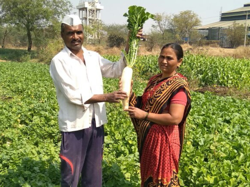 Two kg of radish? Successful production of a farmer from Ambethan in Pune | दोन किलोचा मुळा पाहिलाय? पुण्यातील आंबेठाण येथील शेतकऱ्याने घेतले यशस्वी उत्पादन