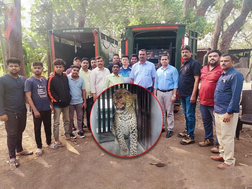 Lokmat Impact A leopard who roamed freely in Dindoshi s Royal Hills Cooperative Society is finally jailed | लोकमत इम्पॅक्ट : दिंडोशीच्या रॉयल हिल्स सहकारी सोसायटीत मुक्त संचार करणारा बिबट्या अखेर जेरबंद