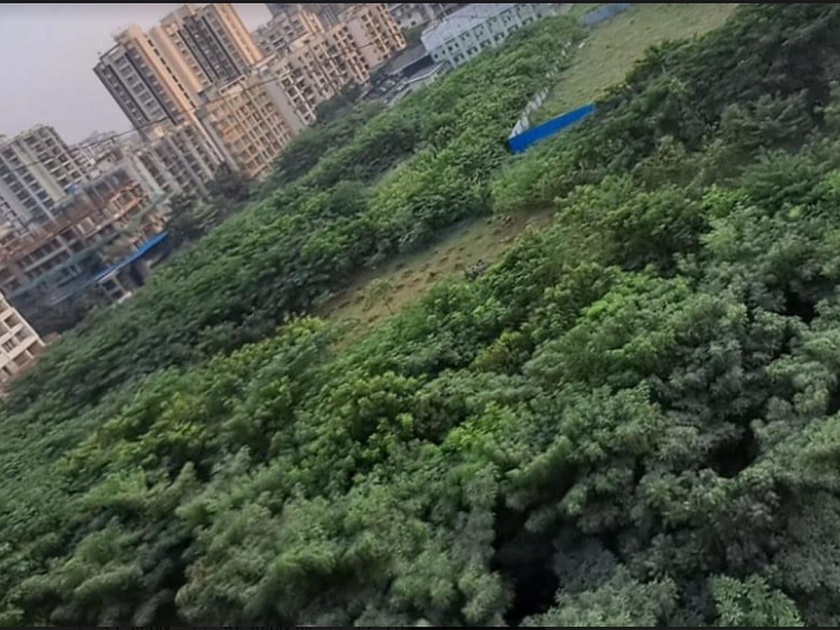 Criticism of the municipality's decision to remove thousands of trees from a park developed as an urban forest | शहरी जंगल म्हणून विकसित केलेल्या उद्यानातील हजारो झाडे काढण्याच्या पालिकेच्या निर्णयावर टीका