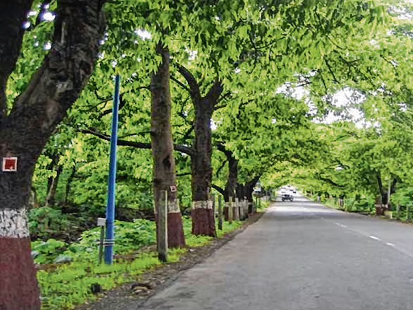 Malaysia to use mumbai pattern to conserve trees | मलेशियातील झाडांसाठी 'मुंबई पॅटर्न'; केदाह राज्याच्या सुलतानांच्या मनात उत्सुकता