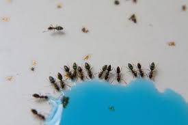 Ants, go away. - science experiments at home | मुंग्यांनो, चले जाव..