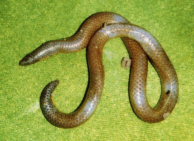 The father of 18 cm long 'Khaparkhlaya' serpent found in Baba Re Baba and Morshi | बाप रे बाप, मोर्शीत आढळला 18 सेमी लांबीचा 'खापरखवल्या' साप 