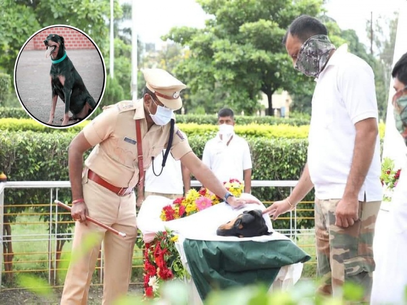 Rocky who worked in Beed Police Dog Squad is passed away, HM Anil Deshmukh Pay tribute | अलविदा रॉकी! गुन्हेगारांचा कर्दनकाळ काळाच्या पडद्याआड; शासकीय इतमामात अंत्यसंस्कार