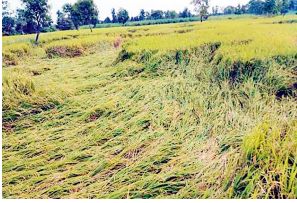 Most hit on prematurely harvested paddy | अवकाळीच्या कापणी केलेल्या धानाला सर्वाधिक फटका