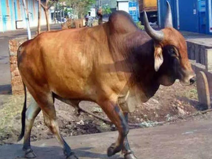 the stray bull kills two bullocks and the owner was saved because of running away incident happened in washim | बिथरलेल्या वळूने दोन बैलांचा जीव घेतला, पळाल्याने मालक बचावला