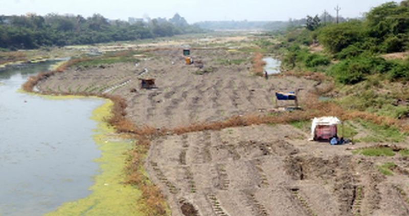 Conservation of sand deposits due to paddy fields | डांगर मळ्यांमुळे वाळू साठ्याचे संवर्धन