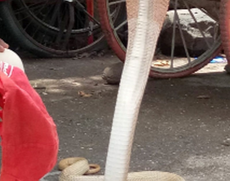 Rare snake found in Shindkheda taluka | शिंदखेडा तालुक्यात आढळला दुर्मीळ नाग
