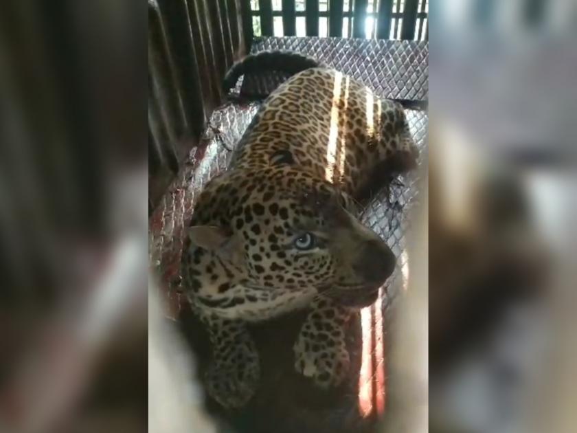 tail broken a wounded leopard was hunted | खटका पडला, शेपटी तुटली; घायाळ बिबट्याची शिकार झाली