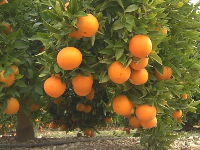 World branding of orange due to World's Orange Festival | वर्ल्ड आॅरेंज फेस्टिव्हलमुळे संत्र्यांचे जागतिक ब्रँडिंग