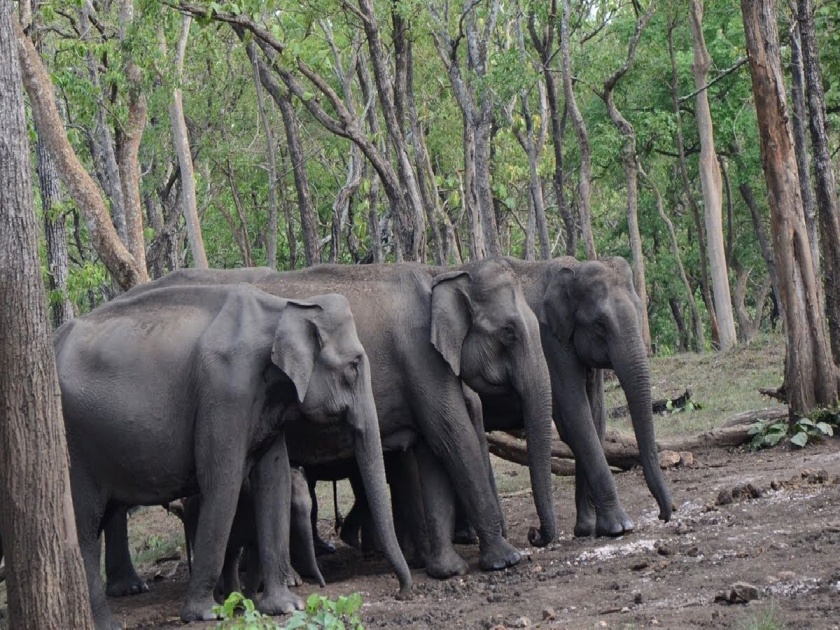 A herd of wild elephants reached in Nagzira Sanctuary Traveling from Chhattisgarh to Gadchiroli to Gondia | नागझिरा अभयारण्यात पाेहाेचला जंगली हत्तींचा समूह; छत्तीसगडमधून गडचिरोली ते गोंदियाचा प्रवास