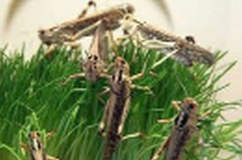 Locusts are expected to come from Madhya Pradesh | मध्यप्रदेशातून टोळधाड येण्याचा अंदाज