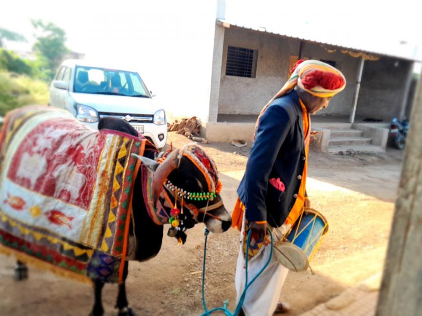 it's rare to find nandi in villages as well, a traditional business is on the verge of collapse | 'भोलानाथ' उरला पुस्तकात; नंदीबैलाची गुबू गुबू दुर्मिळ झाली, पिढीजात व्यवसायाला अवकळा आली!