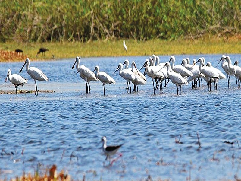 Chances of getting place in Rathore's Wetlands list; Nanduram Lord, Lonar Sarovar competition | ‘रामसर’च्या पाणथळ जागांच्या यादीत स्थान मिळण्याची शक्यता; नांदुरमधमेश्वर, लोणार सरोवर स्पर्धेत