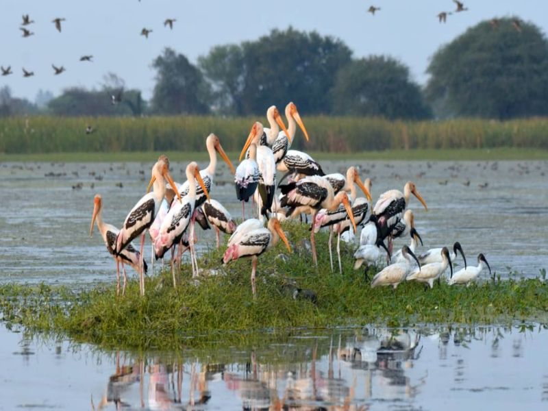 'Ramsar', which offers international protection for the exploration and exploitation of the world's wetlands | जगातील पाणथळांचा शोध घेत संवर्धनासाठी आंतरराष्ट्रीय संरक्षण देणारी ‘रामसर’