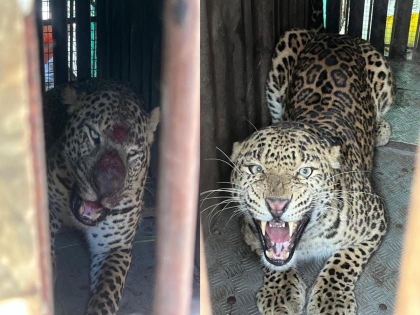 Two leopards caged in one day in Sinnar taluka nashik | सिन्नर तालुक्यात एकाच दिवसात दोन बिबटे पिंजराबंद