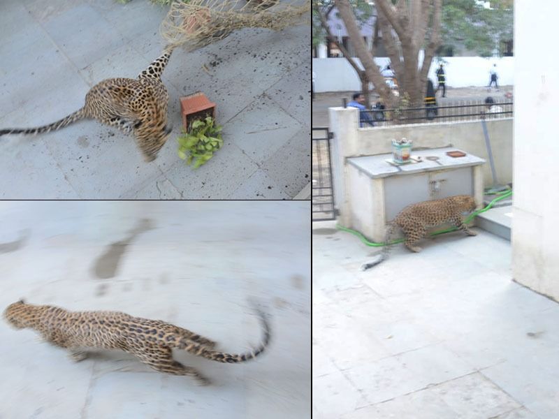 Nashik : Leopard strays into populated residential colony, attacks four | नाशिकमध्ये बिबट्याचा थरार; दोन तासांच्या प्रयत्नानंतर जाळ्यात, 4 जण जखमी