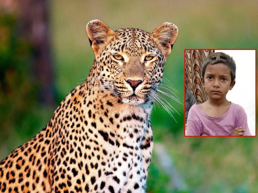 schoolboy throws a box at a snapping leopard Incident in pimpalgaon khamb village | झडप घालणाऱ्या बिबट्याला शाळकरी मुलाने डबा फेकून मारला; पिंपळगाव खांब गावातील घटना 