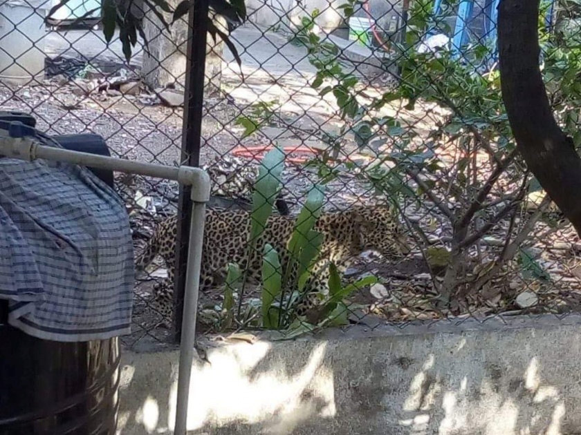 Leopard enters in nashiks residential area forest department trying to capture him | VIDEO: नाशकात बिबट्याला पकडण्याचा थरार सुरू; बिबट्याच्या हल्ल्यात वन क्षेत्रपाल जखमी