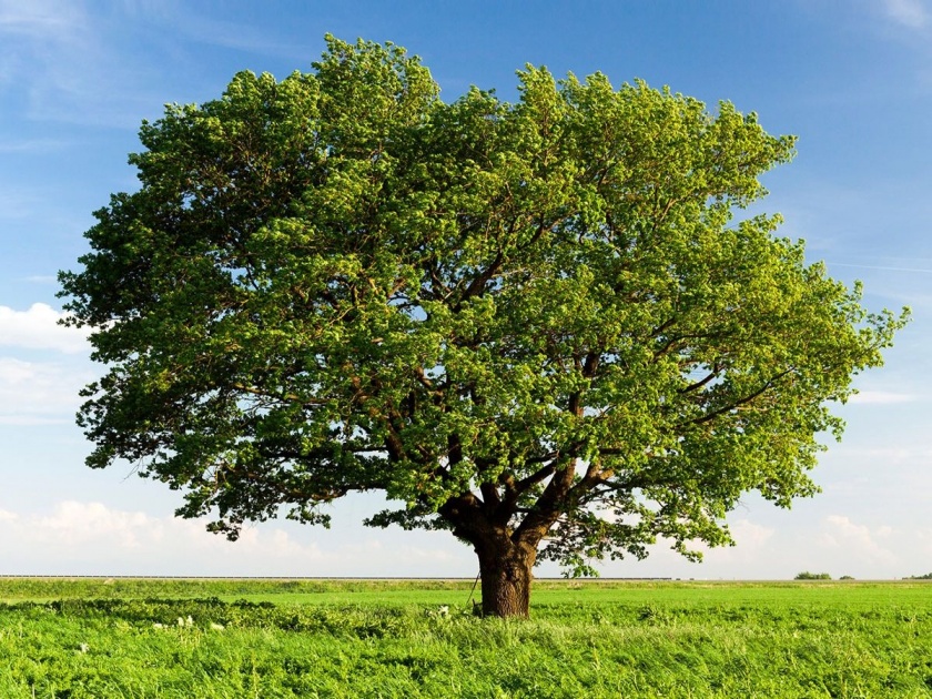 Nashik Municipal Corporation will conduct a tree census after eight years | Nashik: नाशिक महापालिका आठ वर्षांनंतर करणार वृक्ष गणना