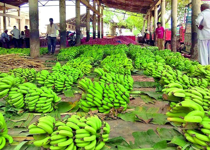 After Jalgaon, cluster of bananas will now be held in Solapur | Good News; जळगावनंतर आता सोलापुरात होणार केळीचे क्लस्टर