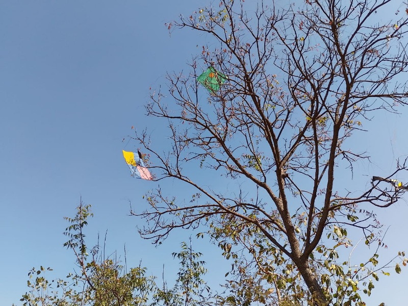 Nylon mat moths stuck on trees Birds are in danger and citizens are also in trouble | नायलॉन मांजाचे पतंग अडकले झाडांवर...! पक्ष्यांना धोका अन् नागरिकही अडचणीत
