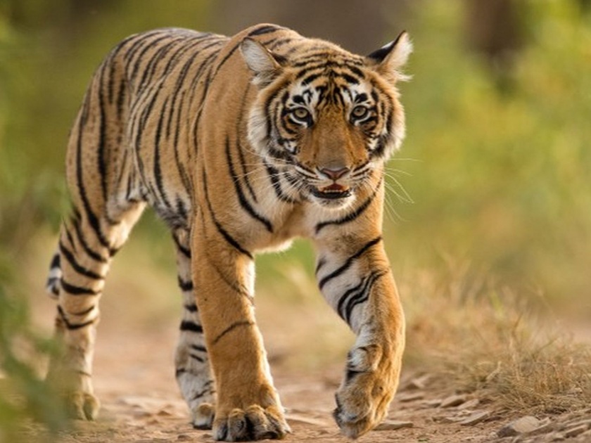 One dead in a tiger attack; anather one saved his life hrb | वाघाच्या हल्ल्यात एकाच्या मृत्यू; दुसरा झाडावर चढल्याने बचावला