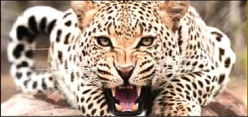 leopards terror in jungleside villages | बिबट्याचा सोंड्या शिवारात धुमाकूळ; जंगलशेजारील गावांत दहशत