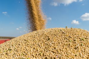 NCDEX reserves one and a half million tonnes of soyabean | ‘एनसीडीईएक्स’कडे सोयाबीनचा दीड लाख टन साठा 